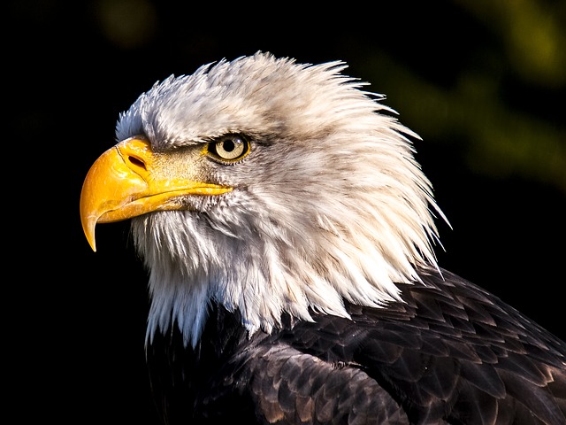 Dream Meaning of Eagle
