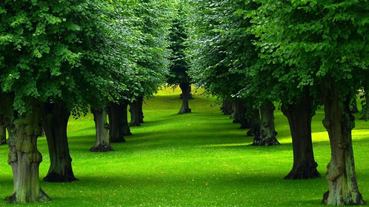 Dream Meaning of Woods