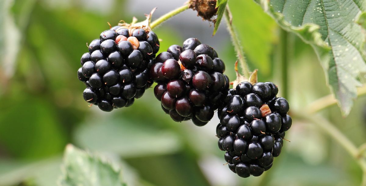 Dream Meaning of Blackberries