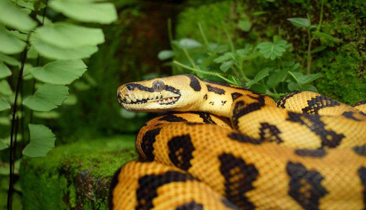 Dream Meaning of a Boa Constrictor