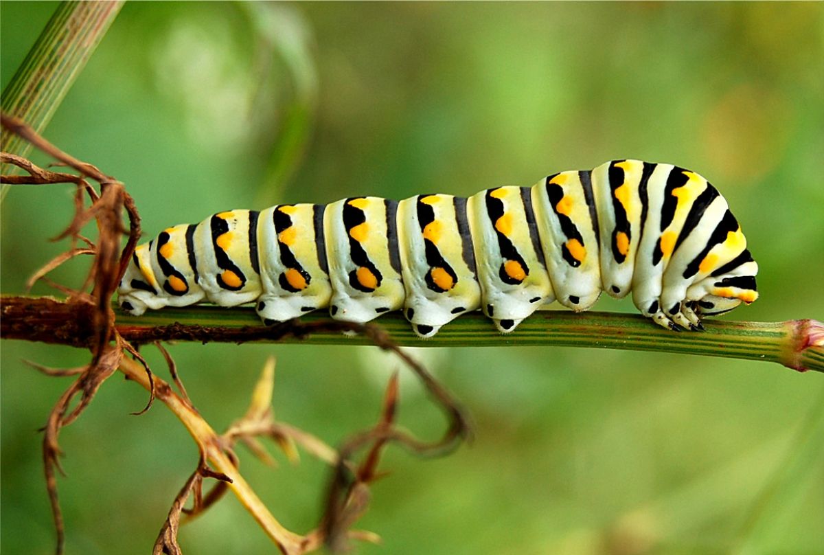 Dream Meaning of Caterpillar