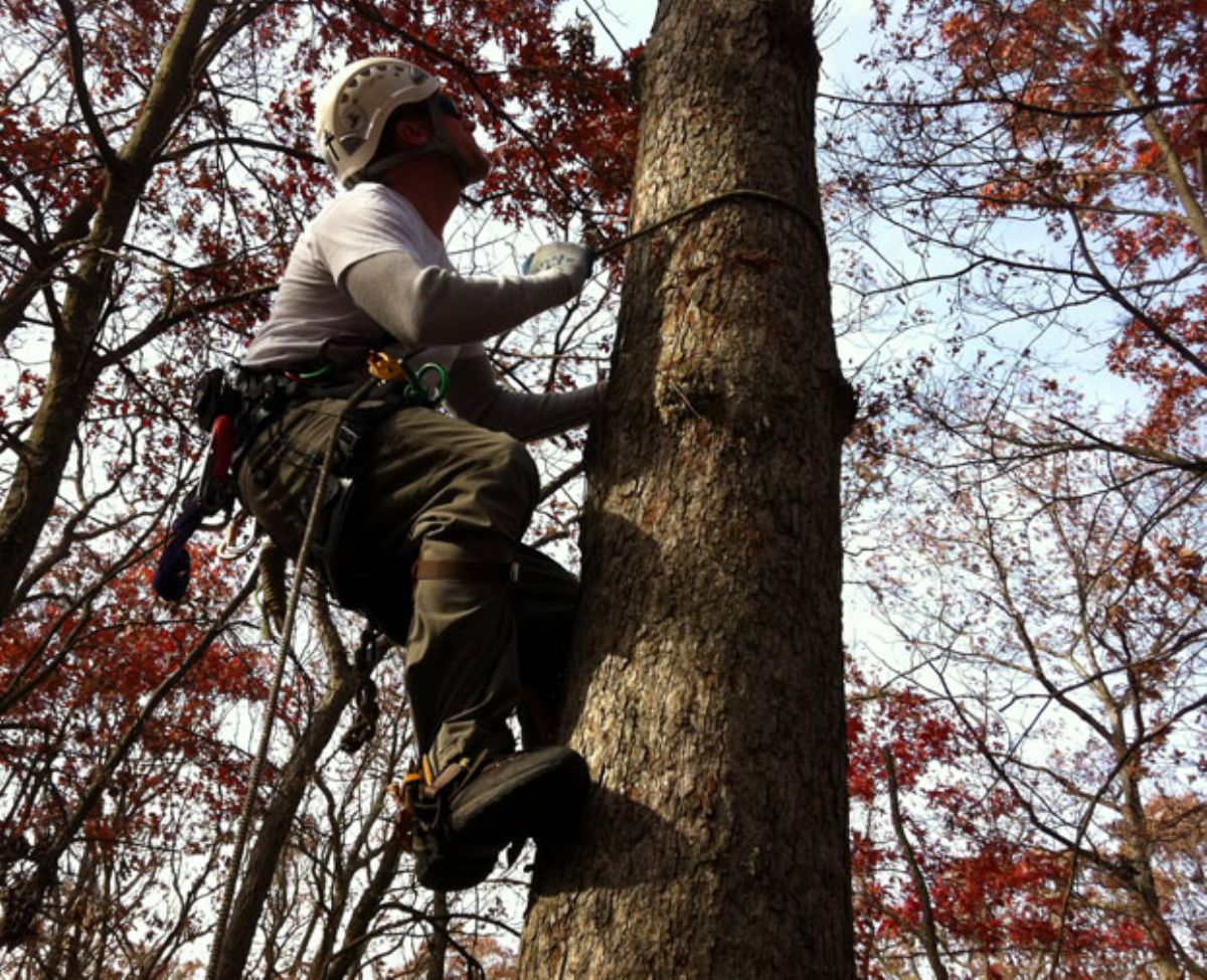 Dream Meaning of Climbing a Tree
