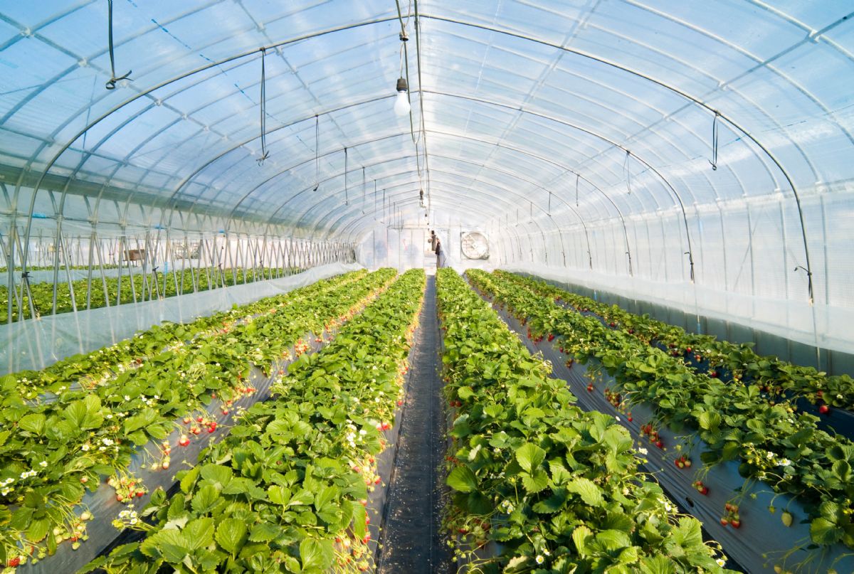 Dream Meaning of a Greenhouse