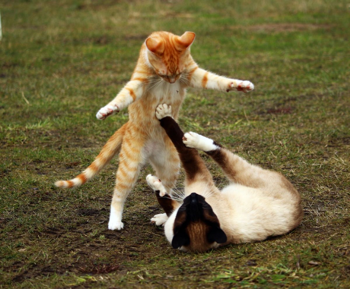 Dream Meaning of Having a Fight with Your Father