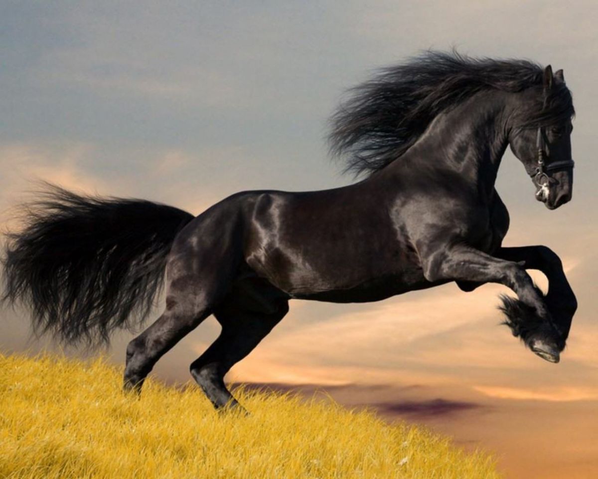 Dream Meaning of Horse