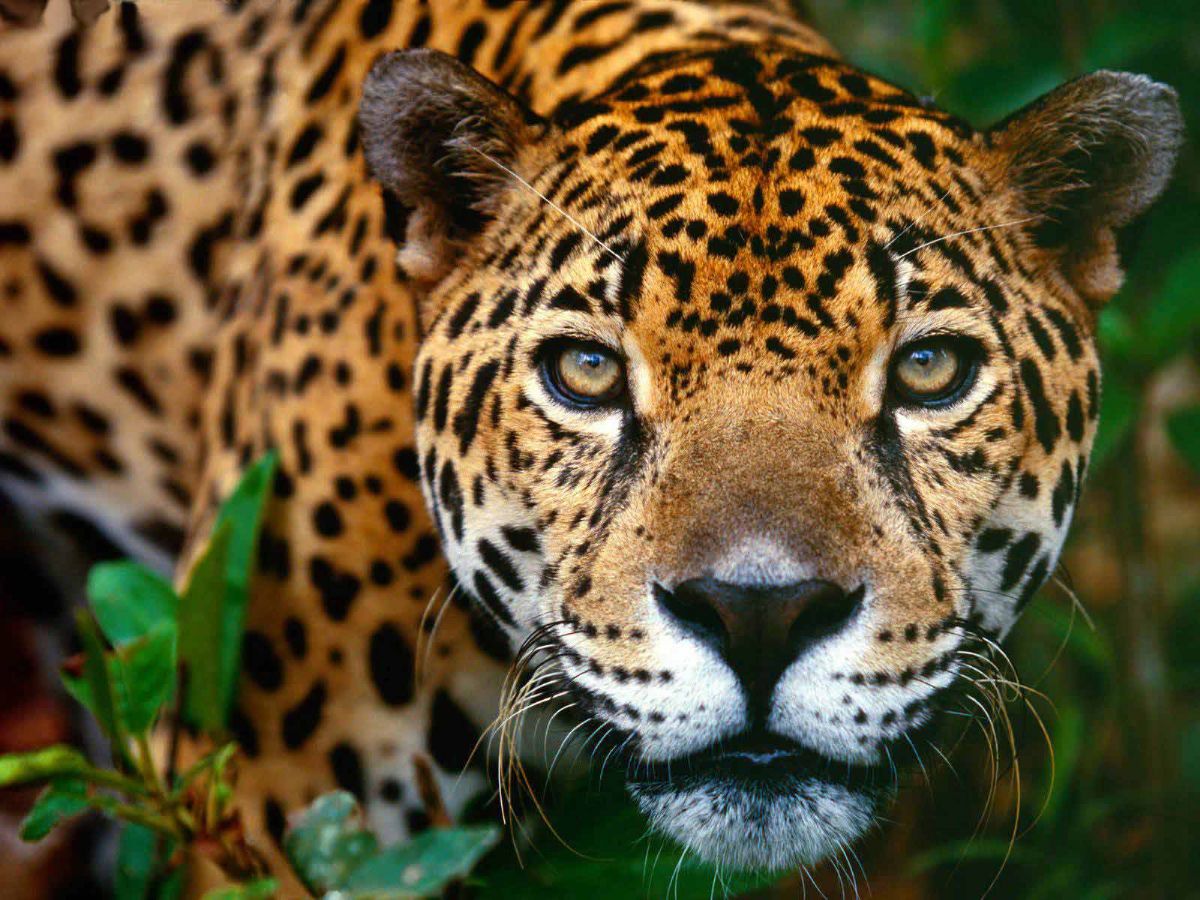 Dream Meaning of Jaguar