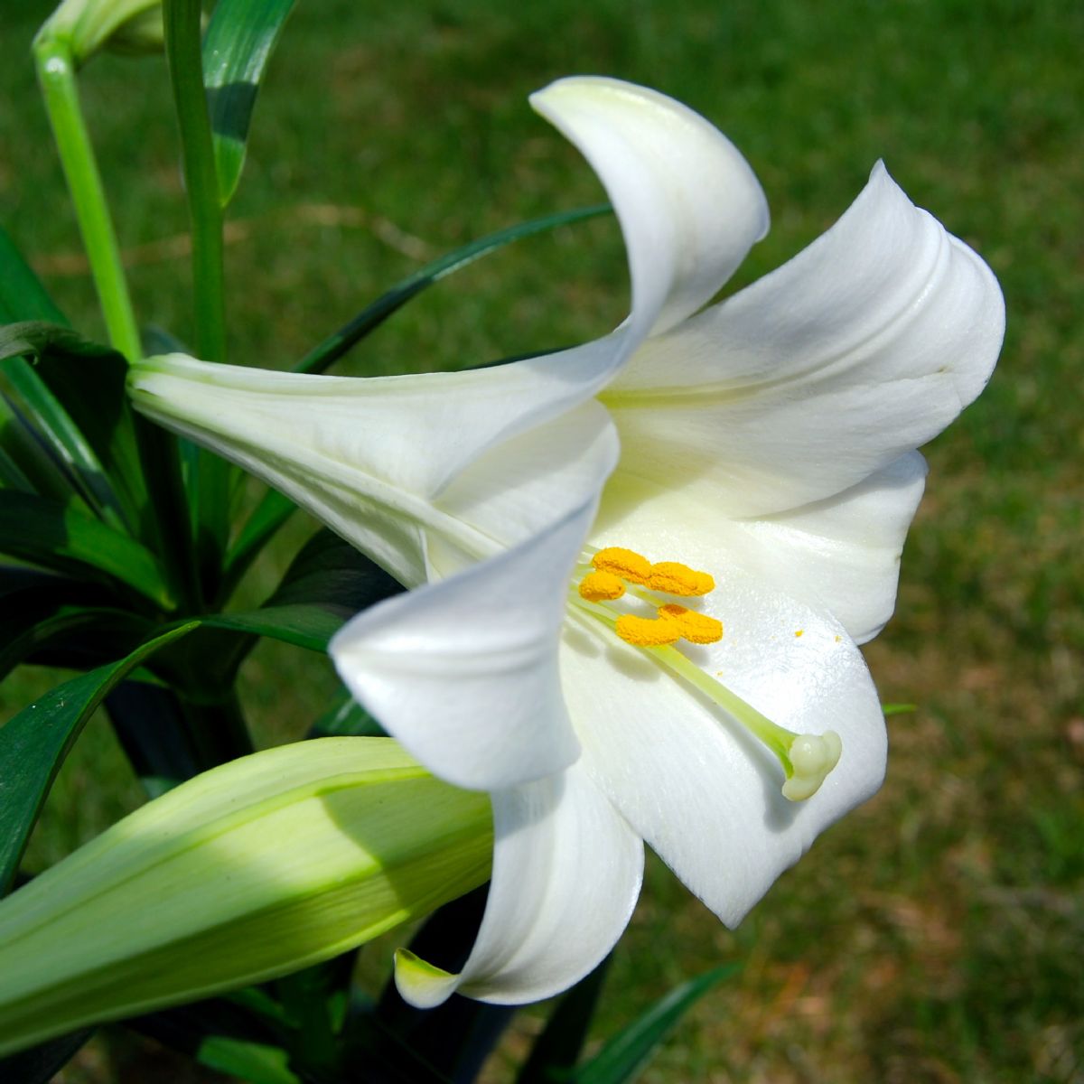 Dream Meaning of Lily