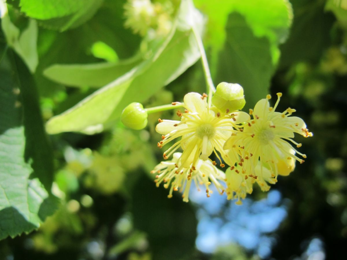 Dream Meaning of Linden Flower