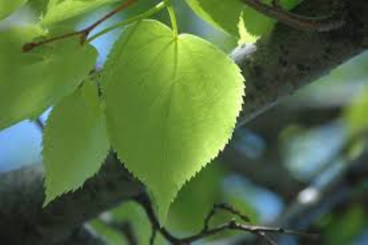 Dream Meaning of Linden Leaf