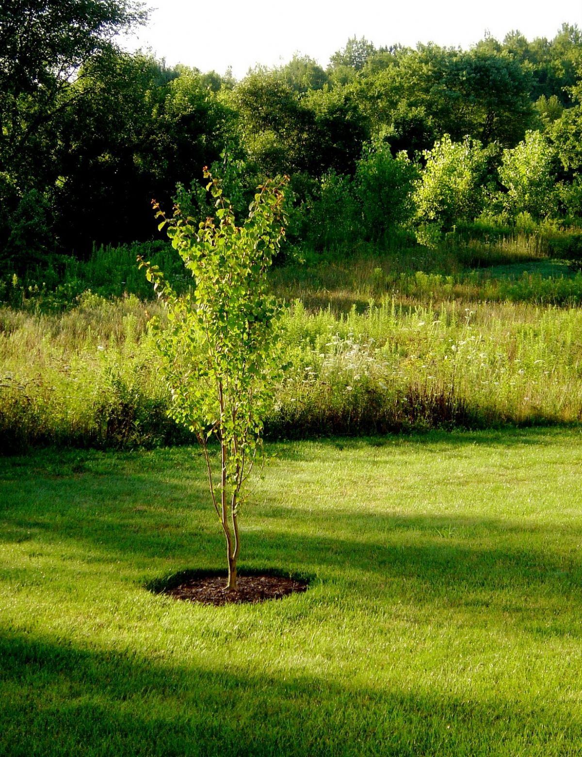 Dream Meaning of Linden Sapling