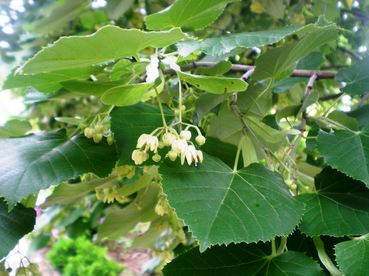 Dream Meaning of Linden