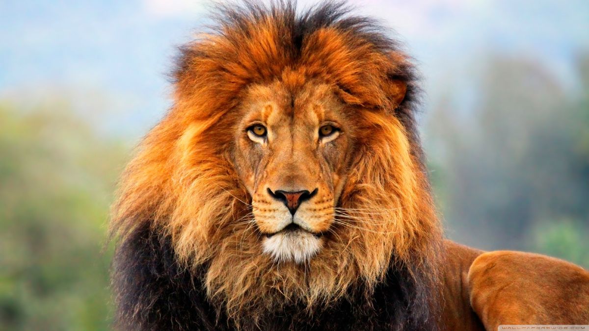 Dream Meaning of Lion