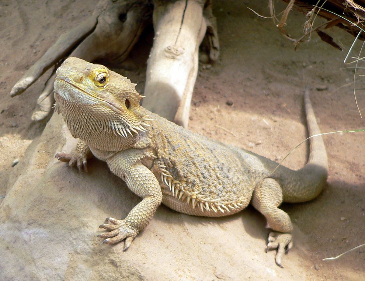 Dream Meaning of Lizard