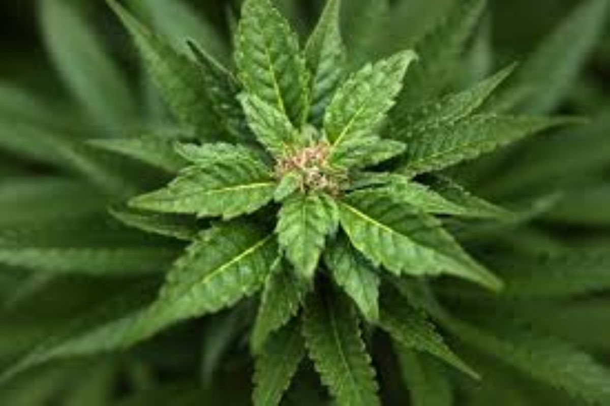 Dream Meaning of Marijuana