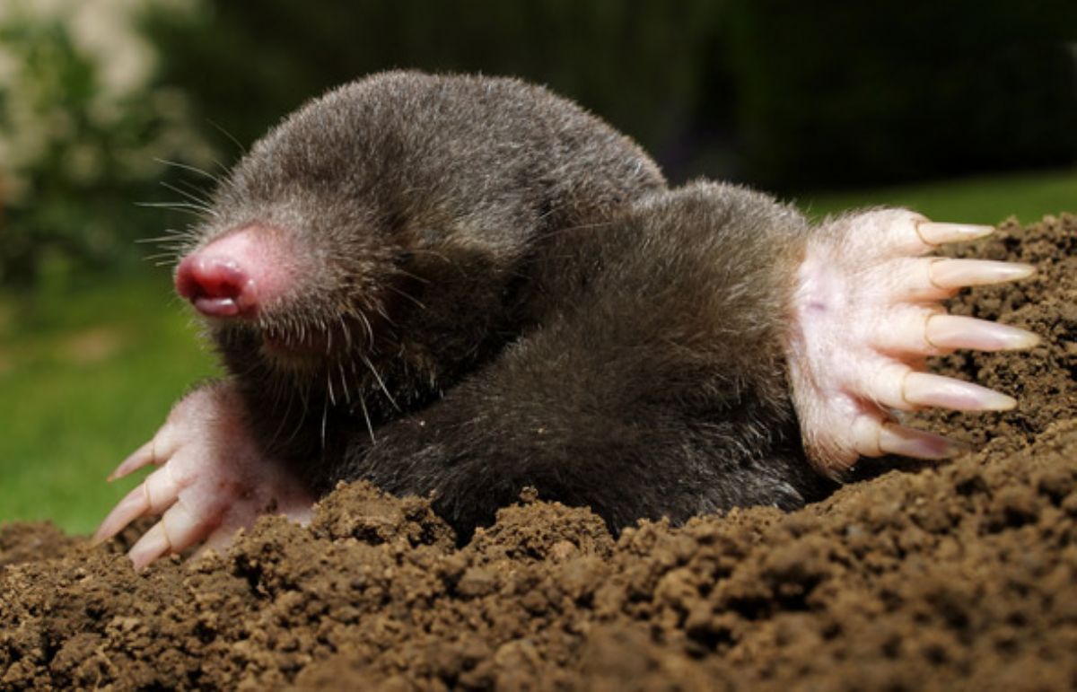 Dream Meaning of Mole