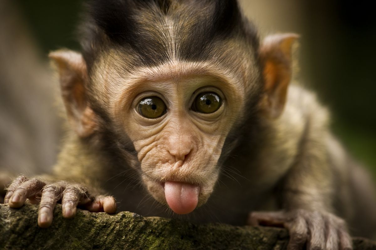 Dream Meaning of Monkey
