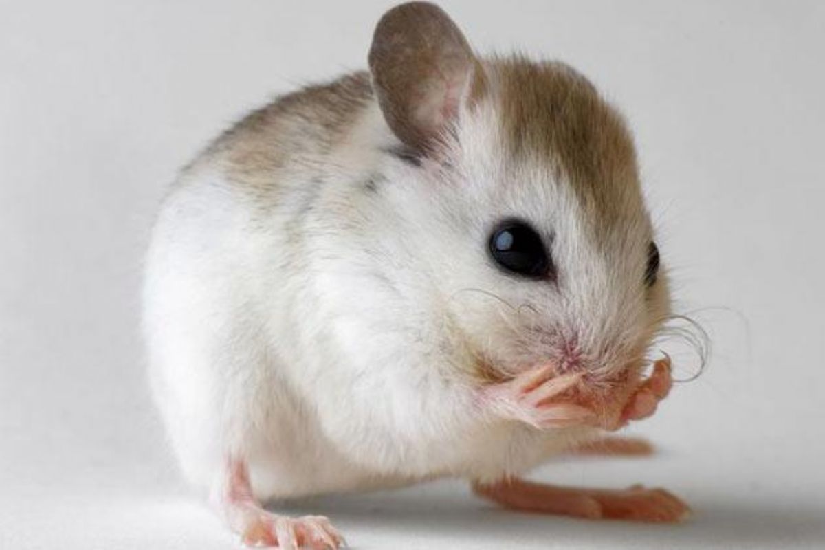 Dream Meaning of Mouse