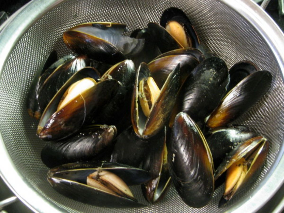 Dream Meaning of Mussel