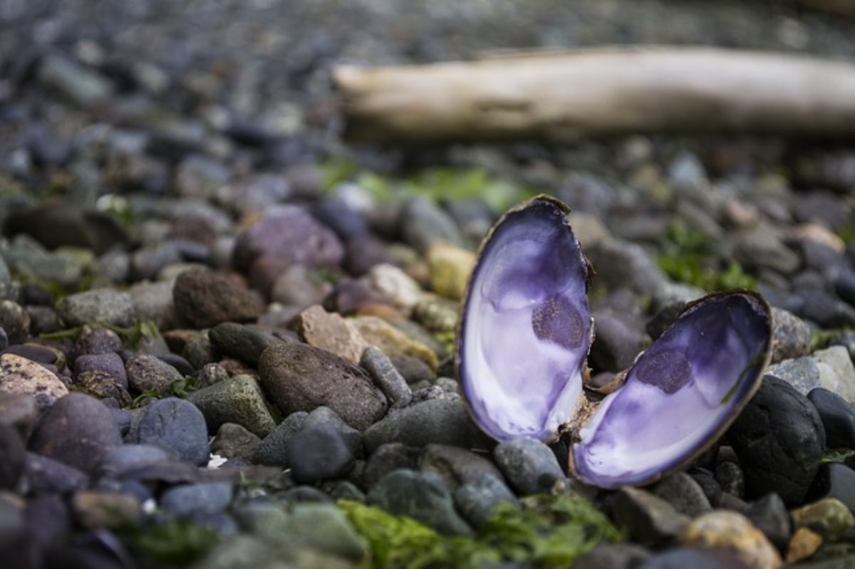 Dream Meaning of Oyster