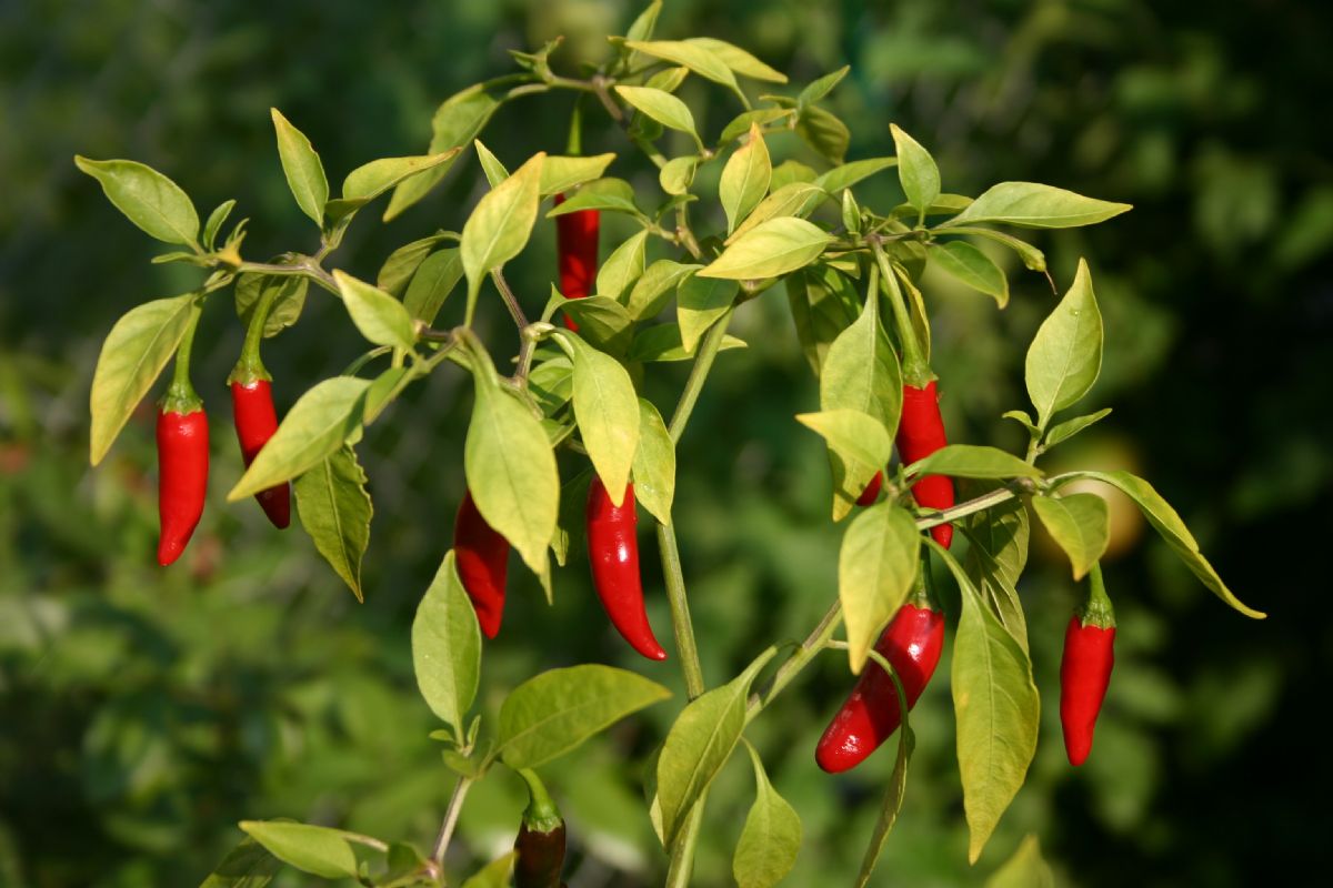 Dream Meaning of Pepper