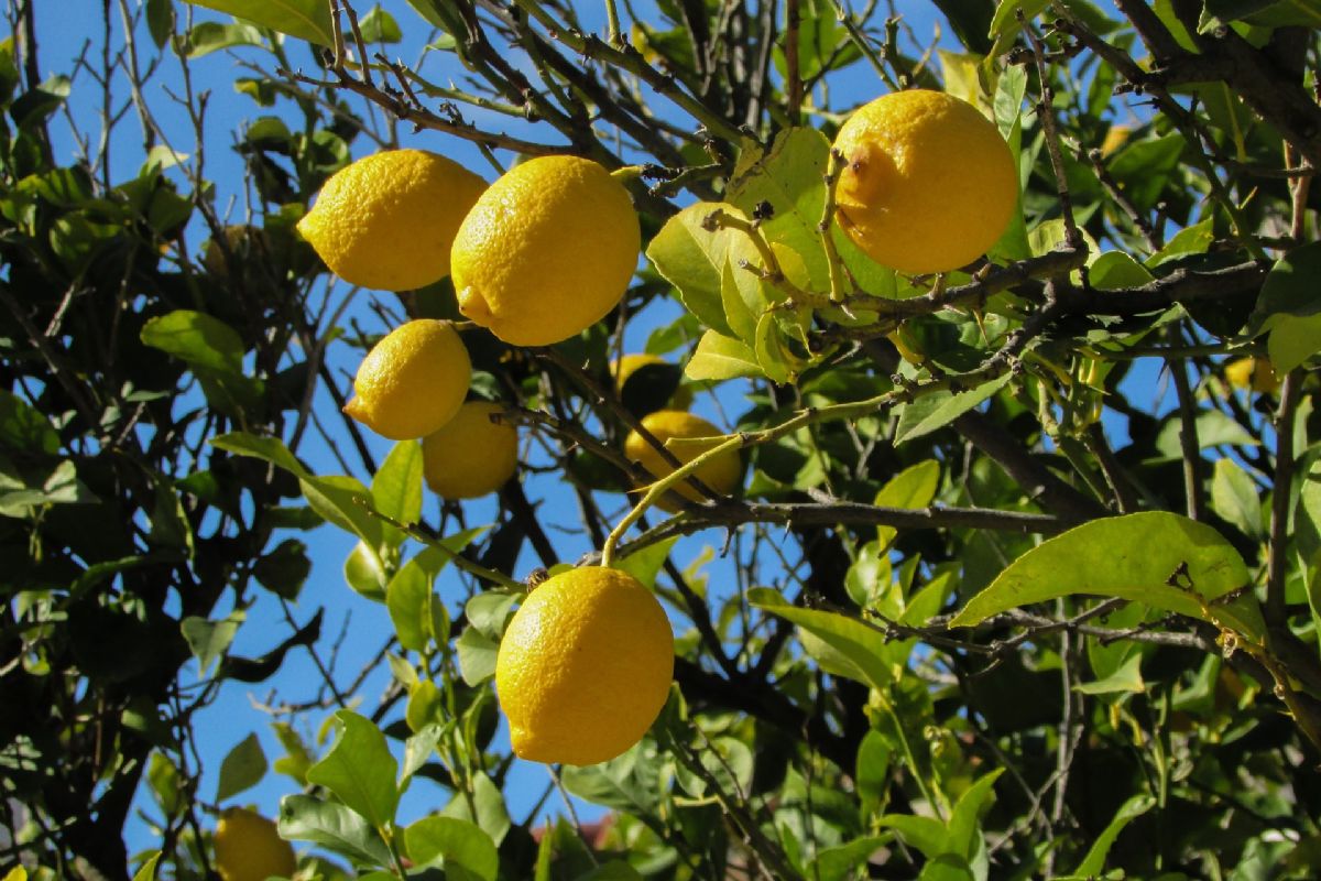 Dream Meaning of Picking Lemon