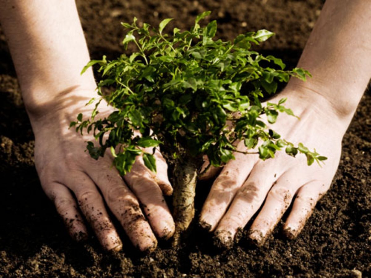 Dream Meaning of Planting Trees