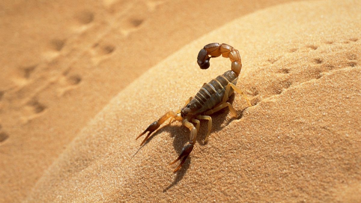 Dream Meaning of Scorpion