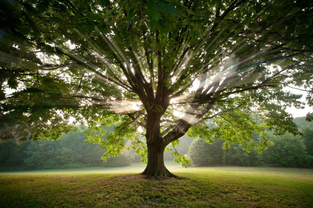 Dream Meaning of Tree