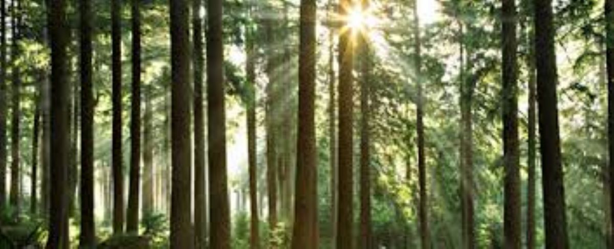 Dream Meaning of Trees