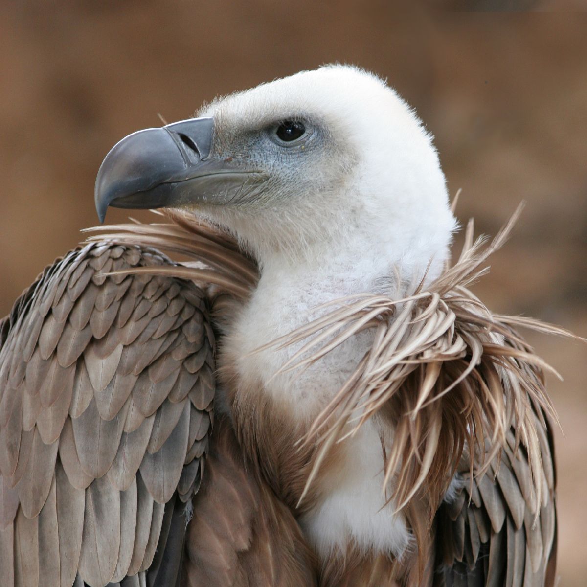 Dream Meaning of Vulture