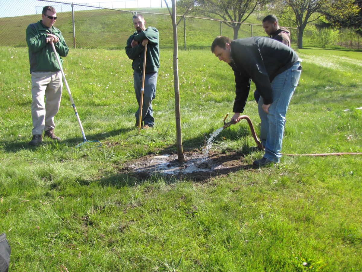 Dream Meaning of Watering A Tree