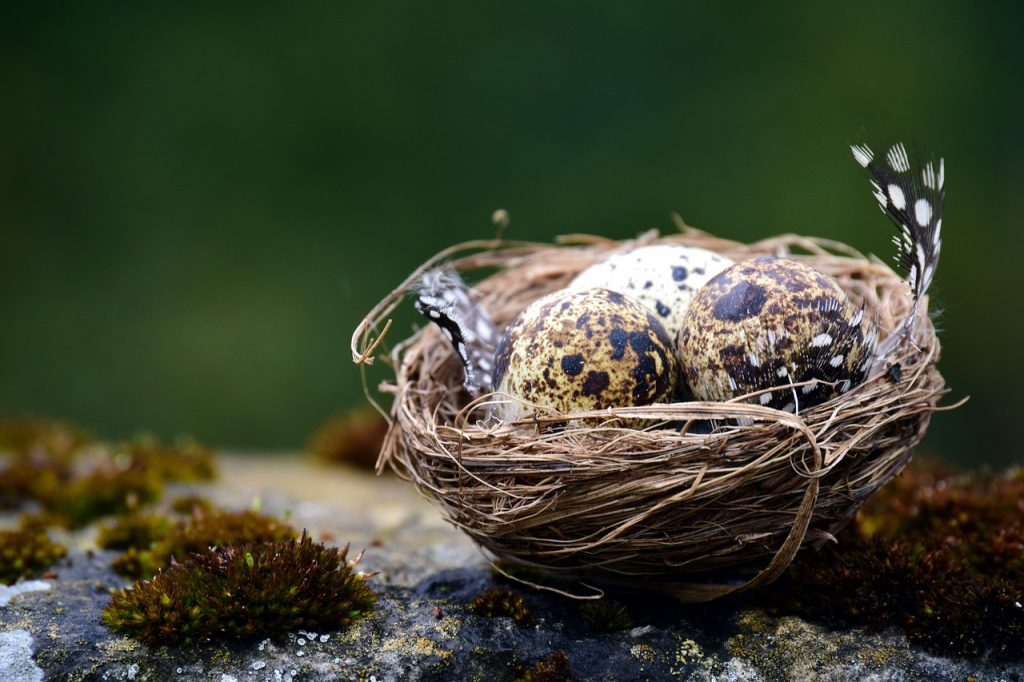 Dream Meaning of Quail