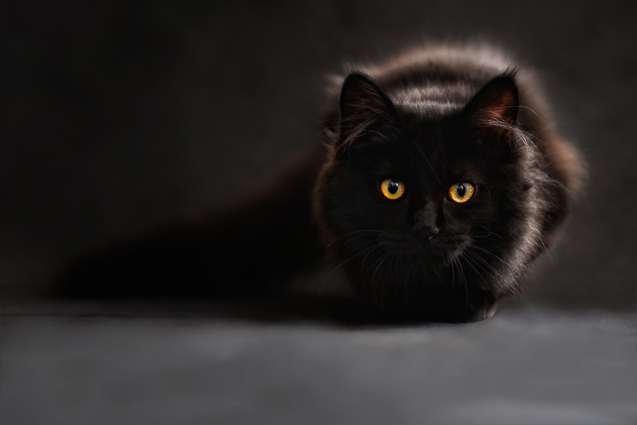Dream Meaning of Cats