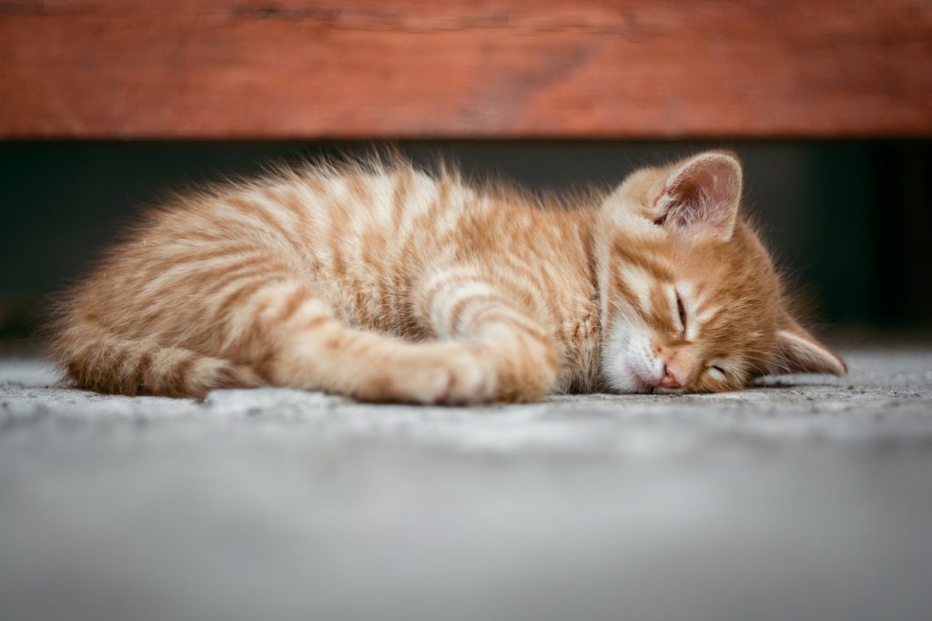 Dream Meaning of Cats
