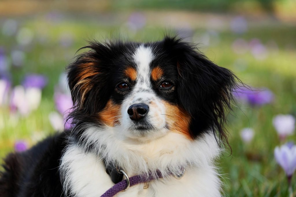 Dream Meaning of Dogs
