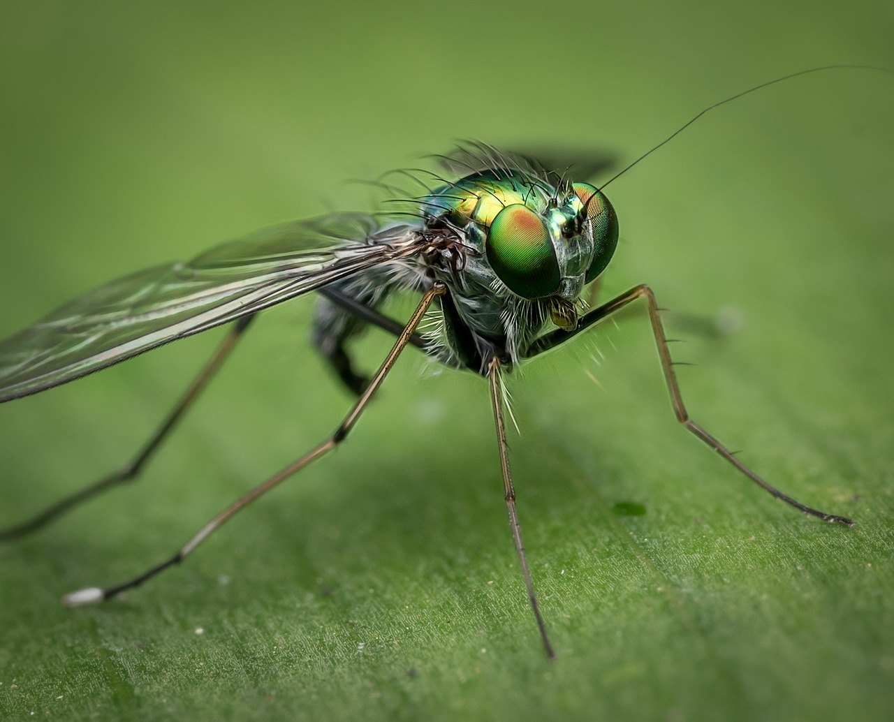 Dream Meaning of Flies