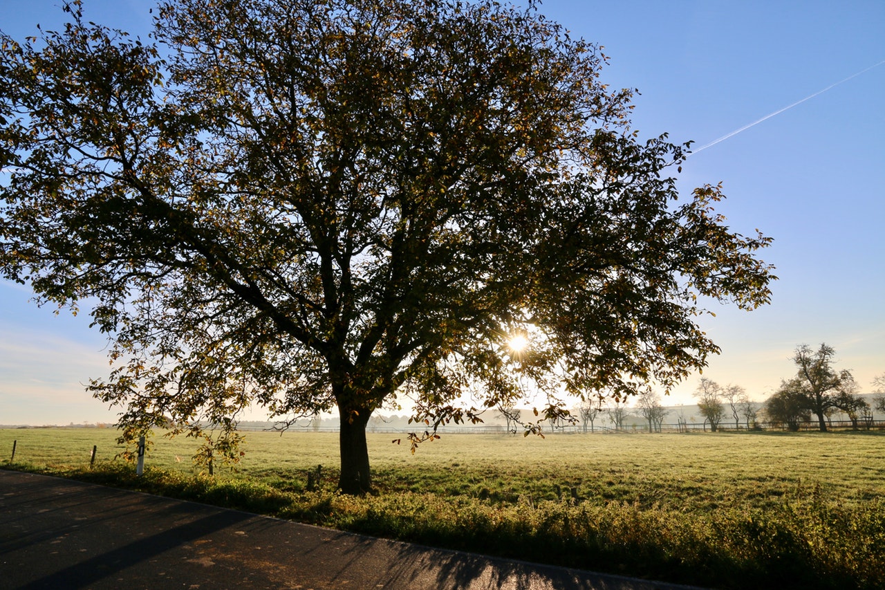 Dream Meaning of Oak Tree