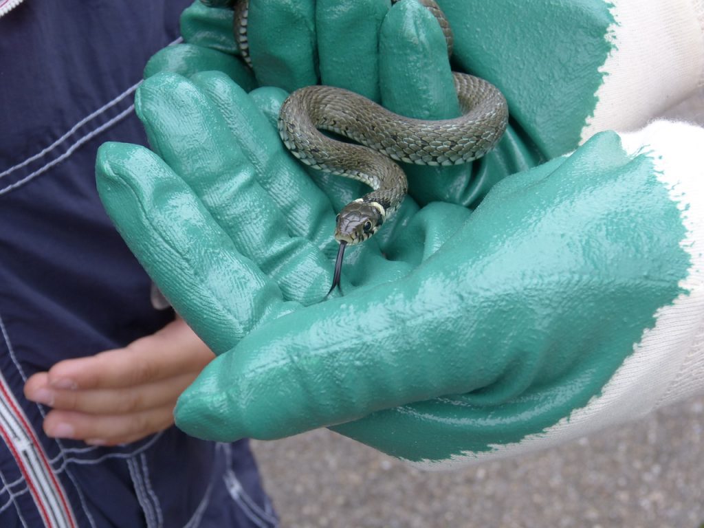 Dream Meaning of Snake