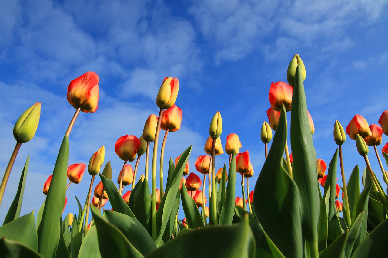 Dream Meaning of Tulip