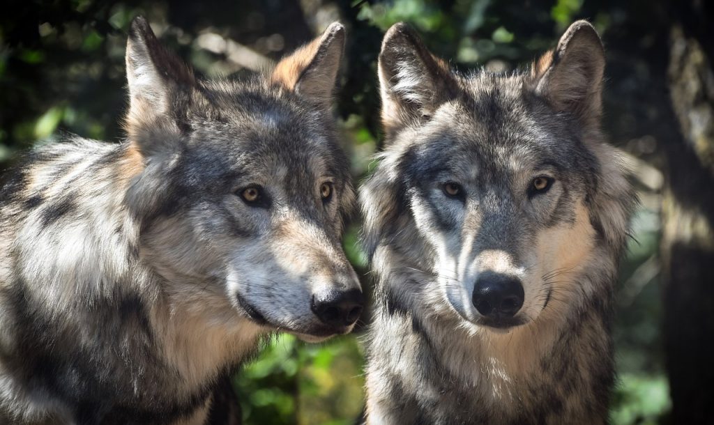 Dream Meaning of Wolf