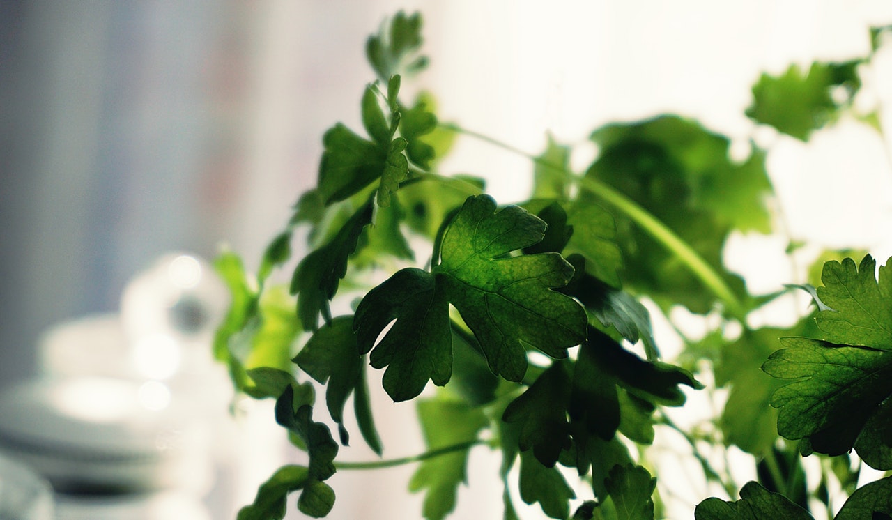 Dream Meaning of Parsley