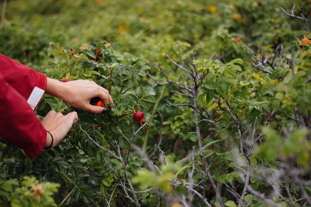 Dream Meaning of Picking Fruits From A Tree