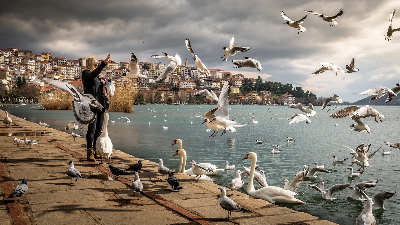 Dream Meaning of Pigeon