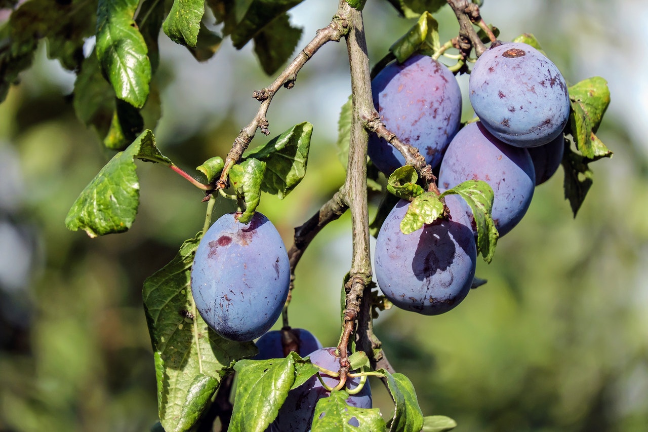 Dream Meaning of Plum