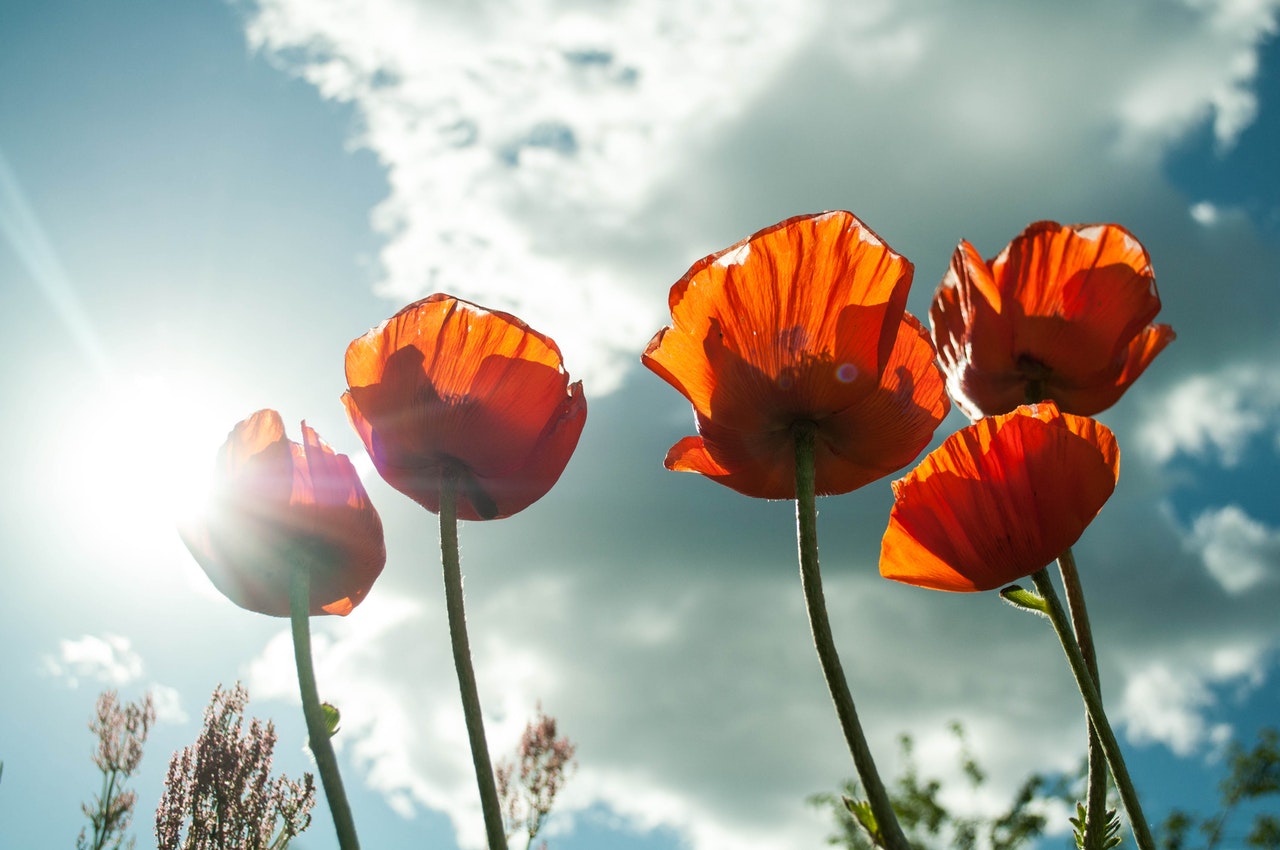 Dream Meaning of Poppy
