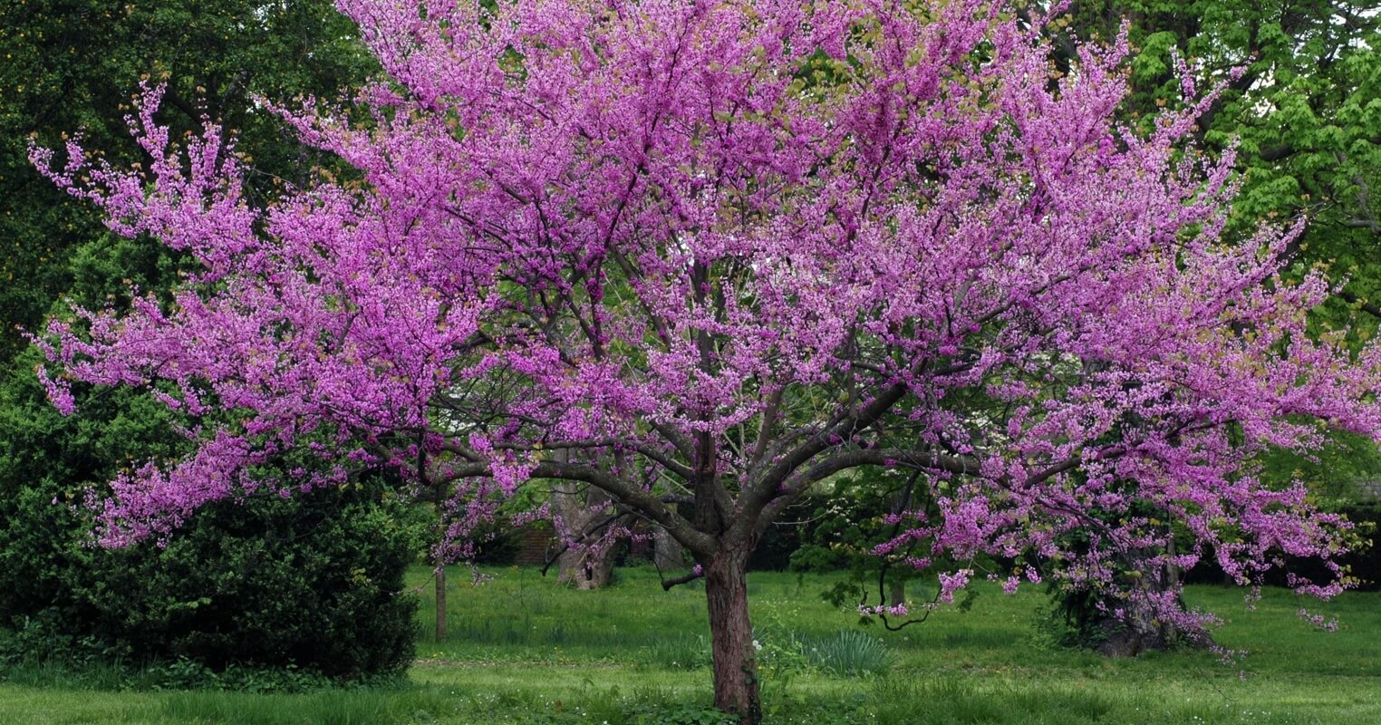 Dream Meaning of Redbud (Judas Tree)