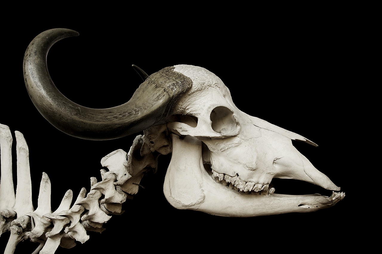 Dream Meaning of Skeleton