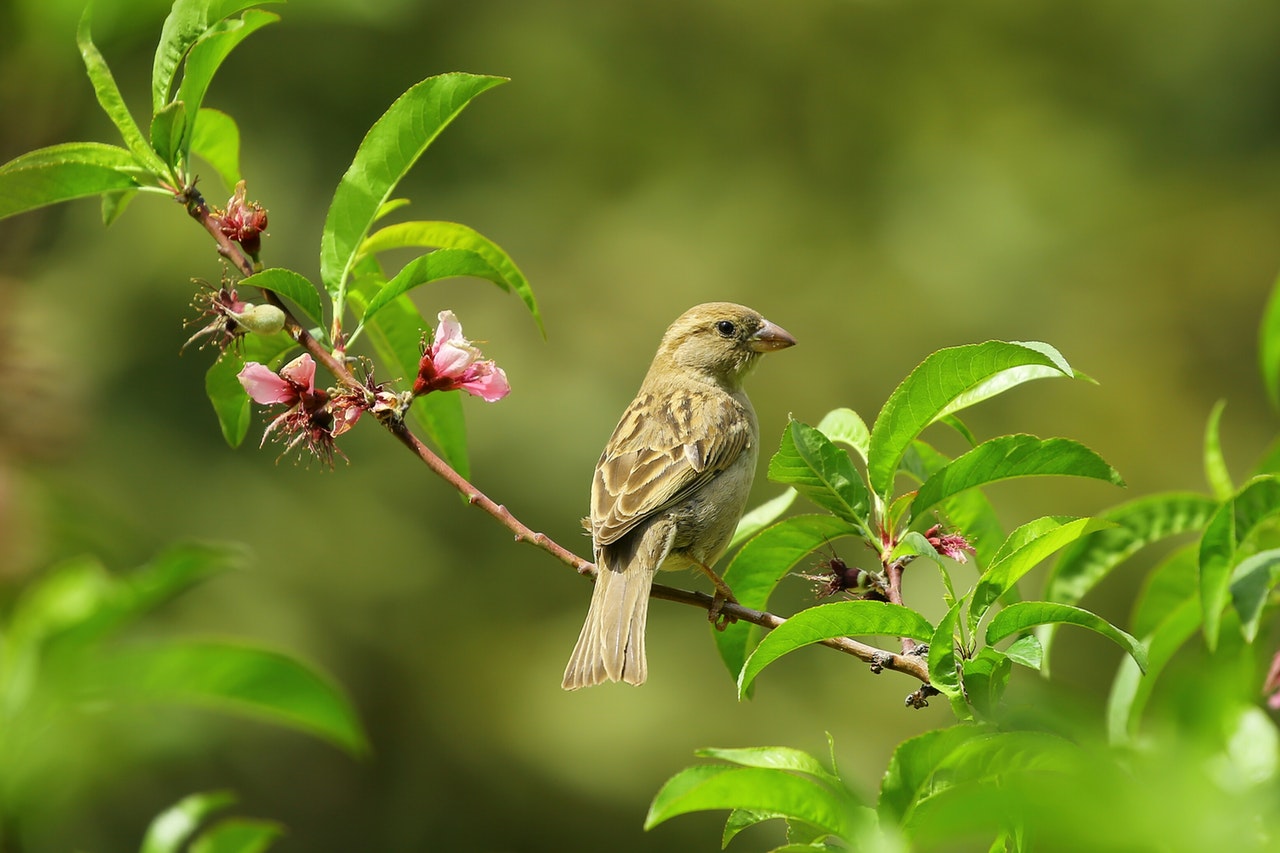 Dream Meaning of Sparrow