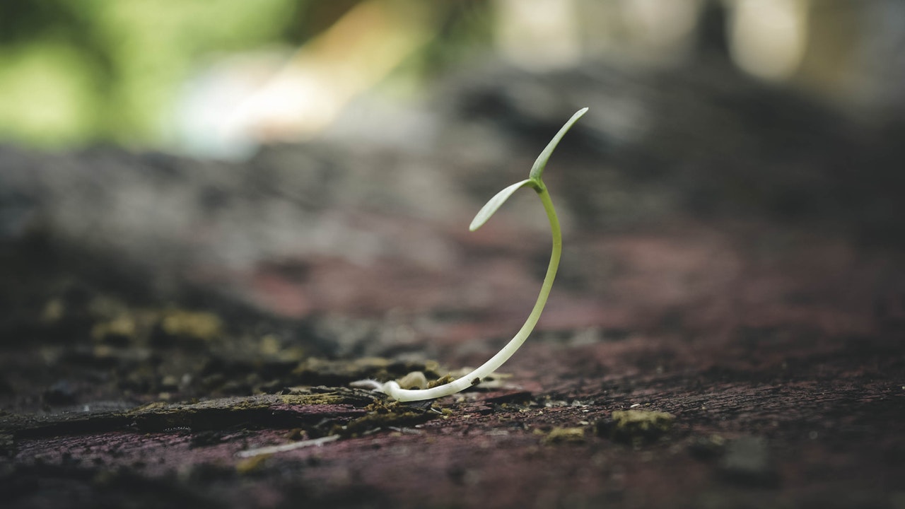 Dream Meaning of Sprout