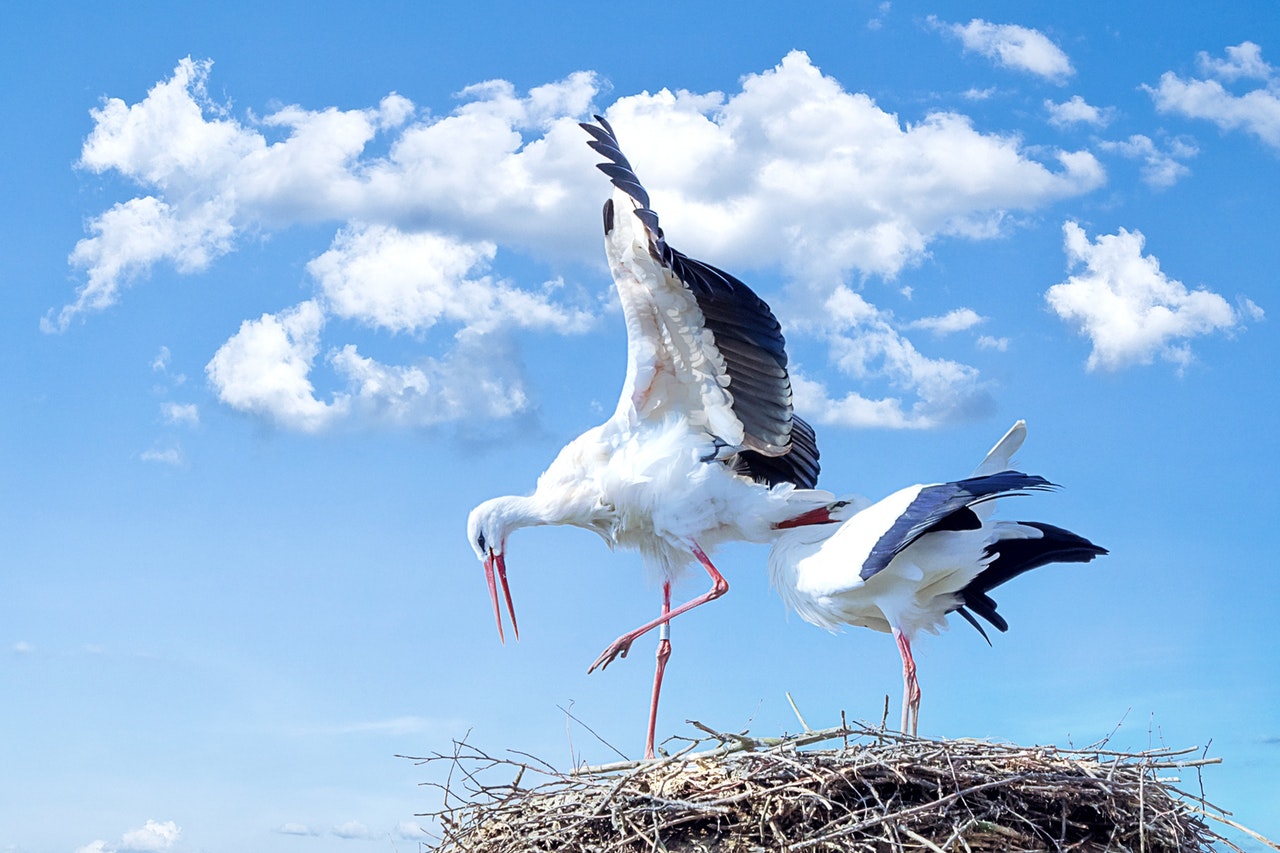 Dream Meaning of Stork